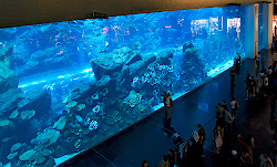 Океанариум в Дубае